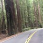 Redwoods and the Avenue of Giants