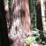 Redwoods and the Avenue of Giants