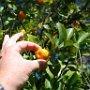 Mini-oranges in their back yard