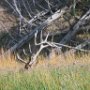 Can you see the bull elk?